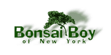 Bonsai Boy of New York